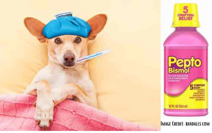 Pepto bismol caplets dosage bismuth upset stomach Pepto bismol caplets dosage bismuth upset stomach