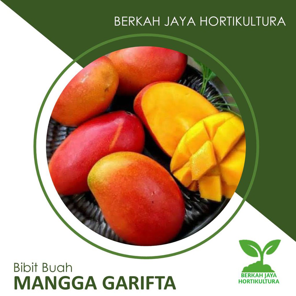 Pada usaha agribisnis bibit tanaman buah saat ini cukup berkembang. Jual Bibit Gurame Padang Terbaru Lazada Co Id