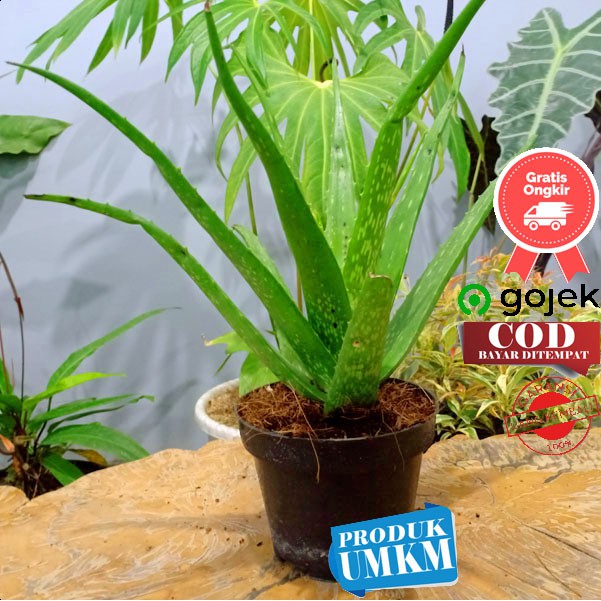 Jual tanaman hias bermanfaat Terbaru | Lazada.co.id