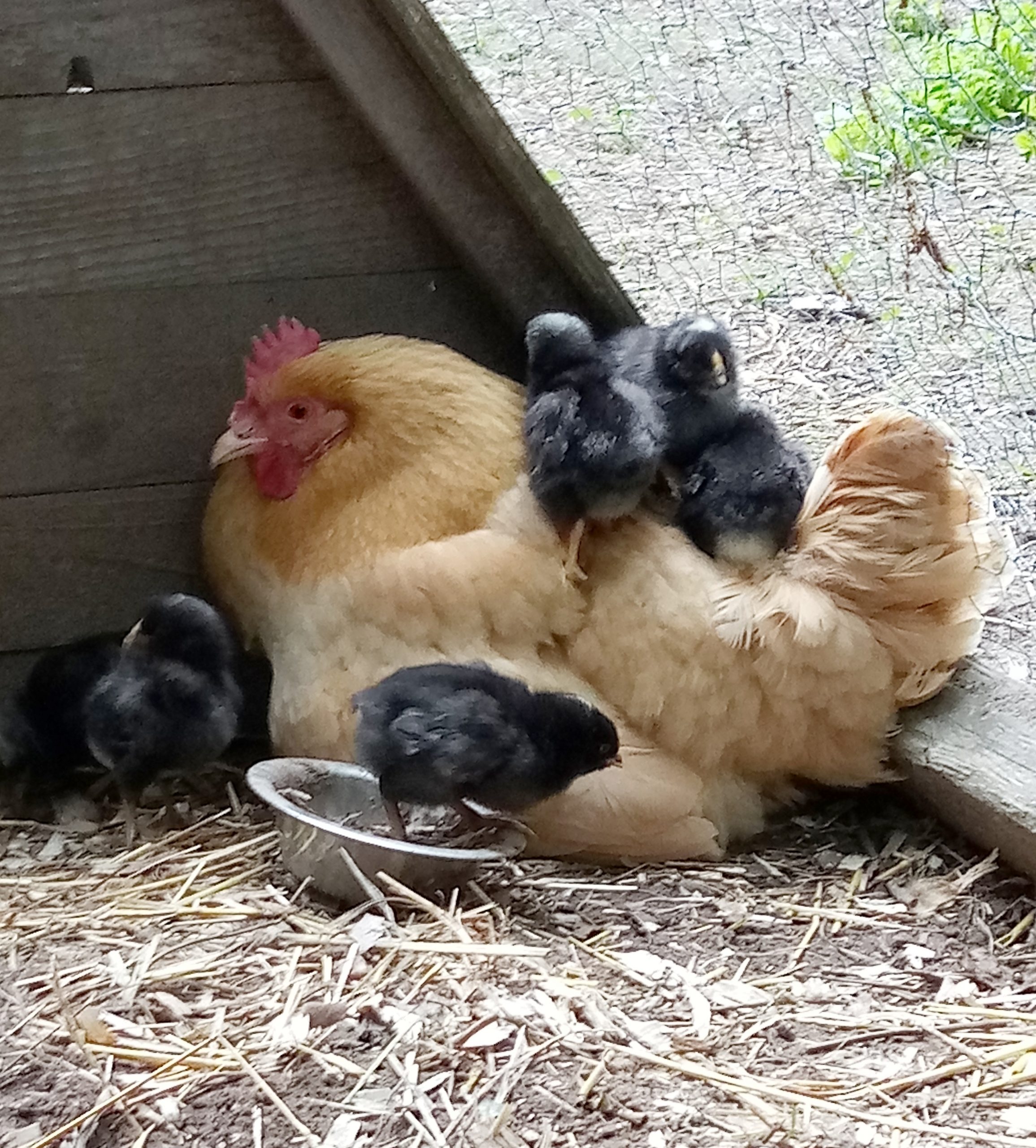 The Little Hen That Could