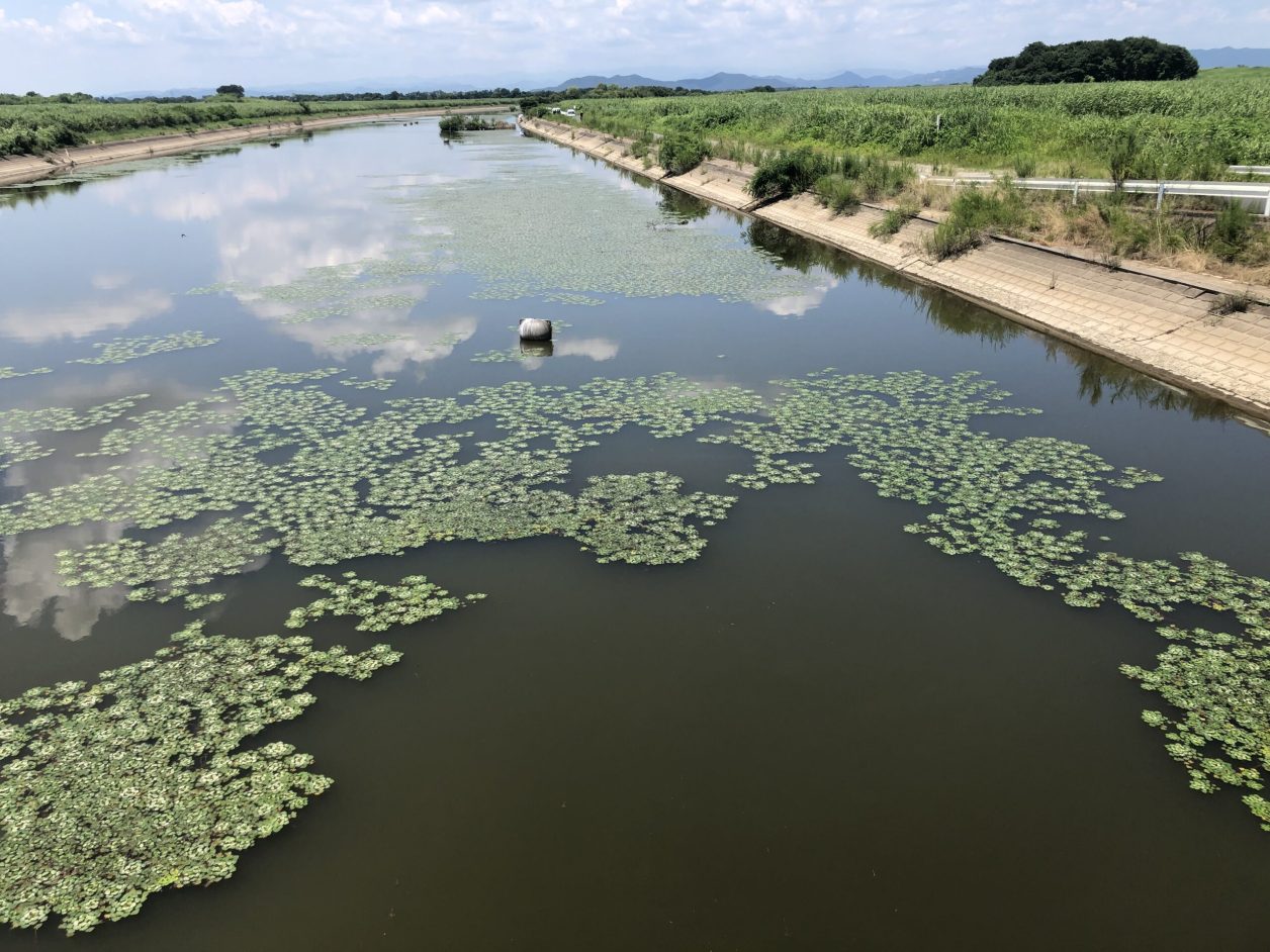 渡良瀬遊水地 谷中湖 でサイクリングと釣りポイント探ししてきた カズドア 渡良瀬遊水地 谷中湖 でサイクリングと釣りポイント探ししてきた カズドア