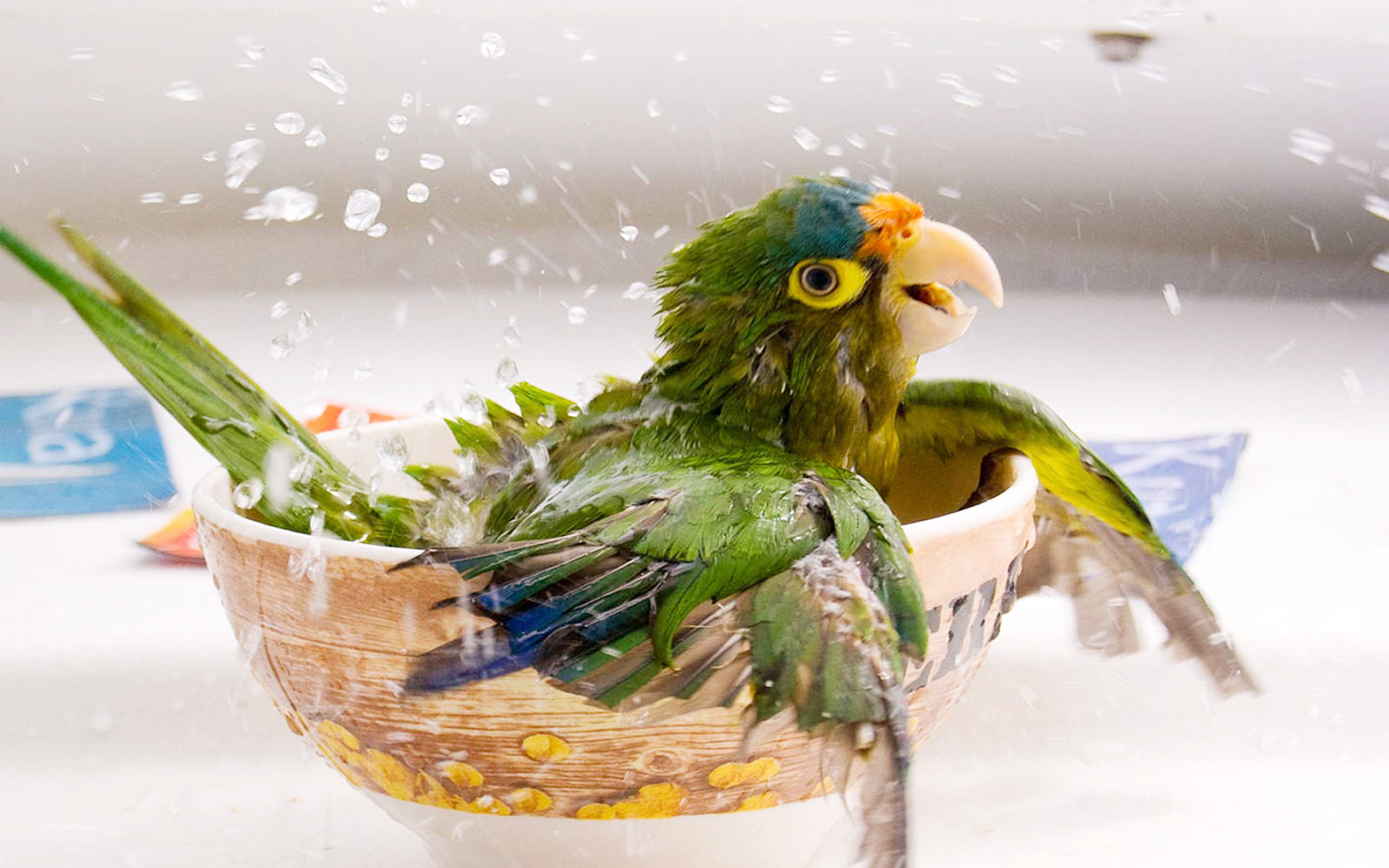 Here are some great collection of beautiful and cute animal wallpapers. Animal Wallpapers Photochill