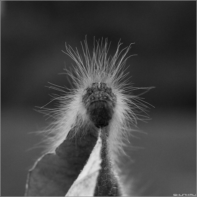 Волосы дыбом картинки