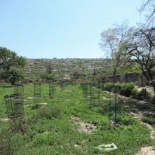 tree guards rows Hill 2 tree guards rows Hill 2