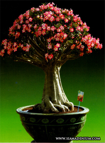 The amazing adenium bonsai seedlings. Adenium Styles