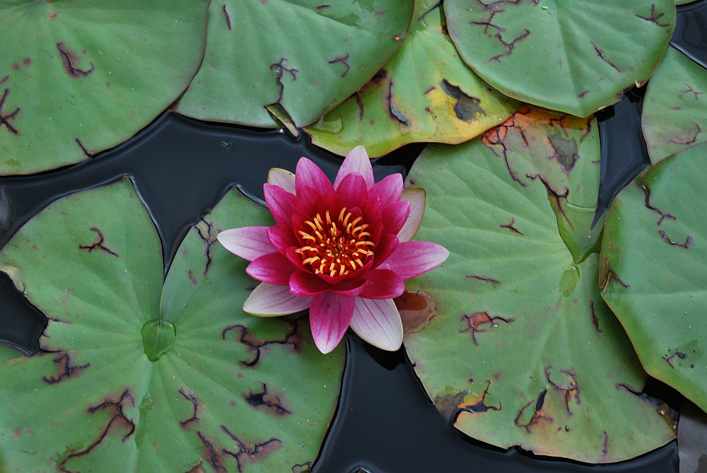 28/07/2012 · спортсмены ближайшей дюсш по конному спорту совершают по ботаническому саду академгородка конные прогулки, а фотографы новосибирска с удовольствием тестируют здесь свои новые фотоаппараты. Centralnyj Sibirskij Botanicheskij Sad So Ran V Akademgorodke Novosibirska