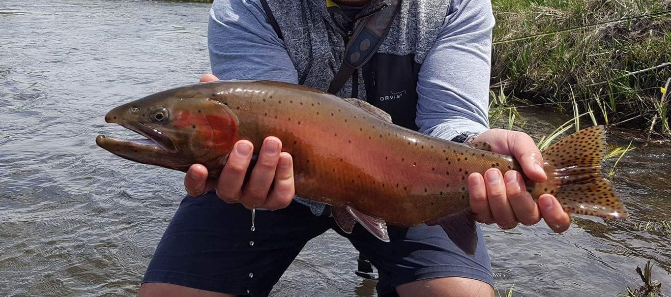 Eastern Sierra Creek Fishing CA 5.15.17 Sierra Trout