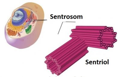 Berikut ini contoh gambar struktur organel sel hewan. 15 Struktur Sel Hewan dan Fungsinya Masing-masing (Lengkap)