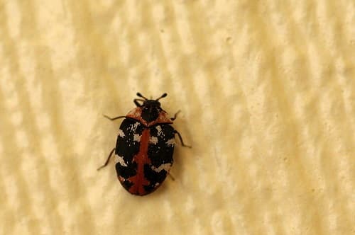 Wenn kharpakäfer in häusern und wohnungen vorkommen, werden sie meist durch befallene lebensmittel oder . Speckkafer Arten