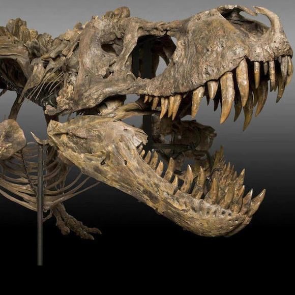 One major benefit of buying a used car is that used cars are generally less expensive than new cars. Tyrannosaurus Rex Skeleton