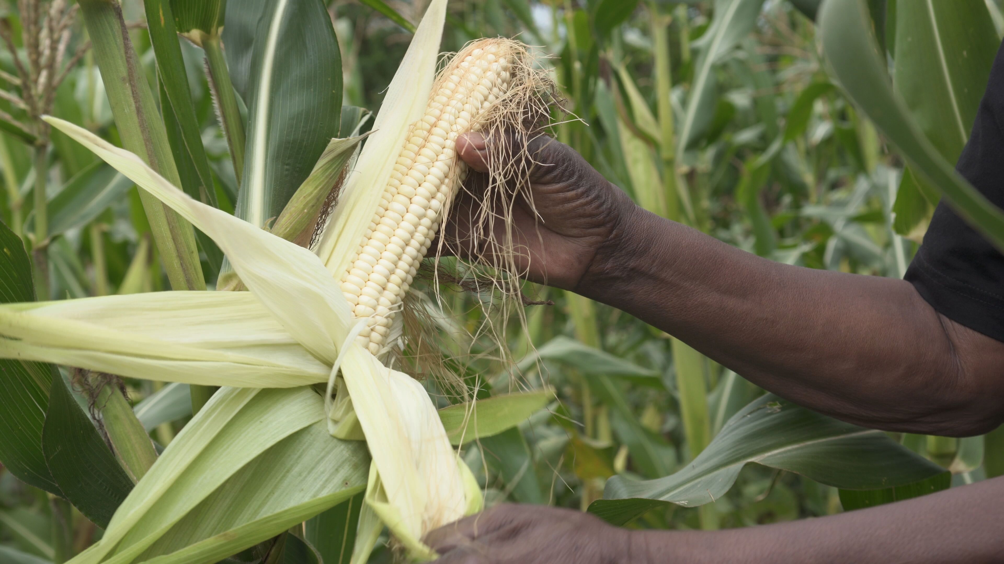 MEDIA REPORT:  Policy outreach to mainstream SIMLESA learning: Q&A with Paswel Marenya