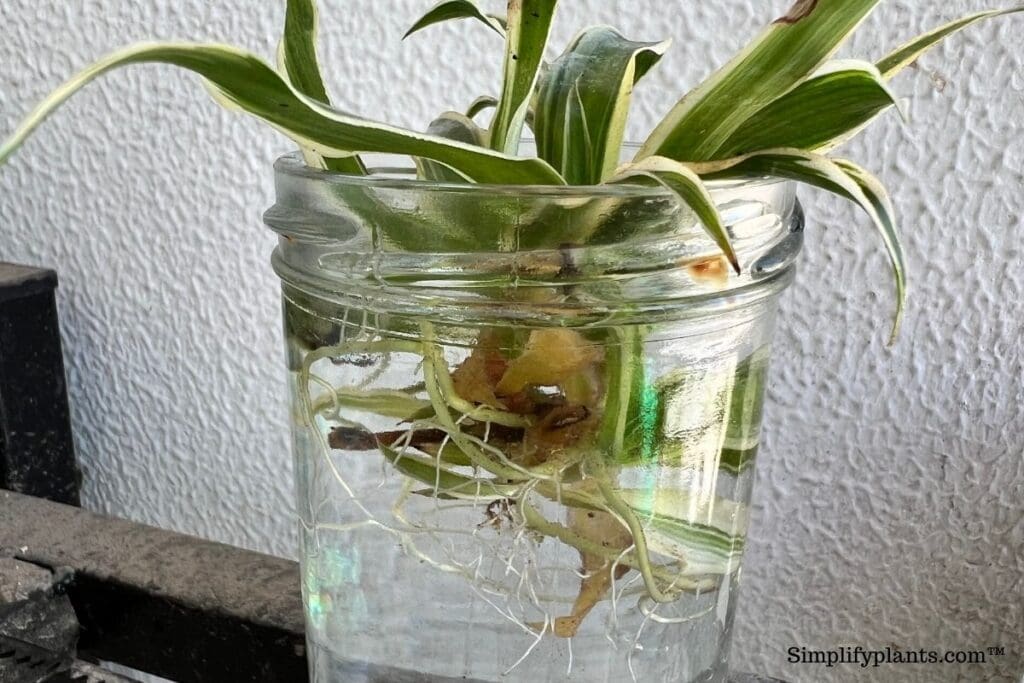 If you’re looking for plants that don’t need water, check out these 5 plants that’ll add beauty to your landscaping while decreasing your water use. How To Propagate Spider Plant 3 Ways Step By Step Guide Simplify Plants