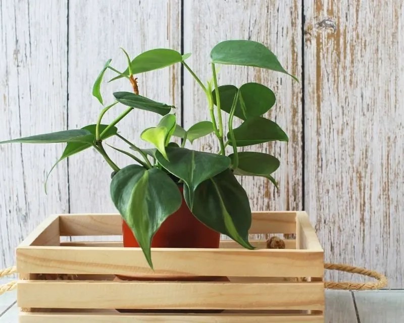 This aptly describes the majority . Can I Put My Philodendron Outside When How More Simplify Plants