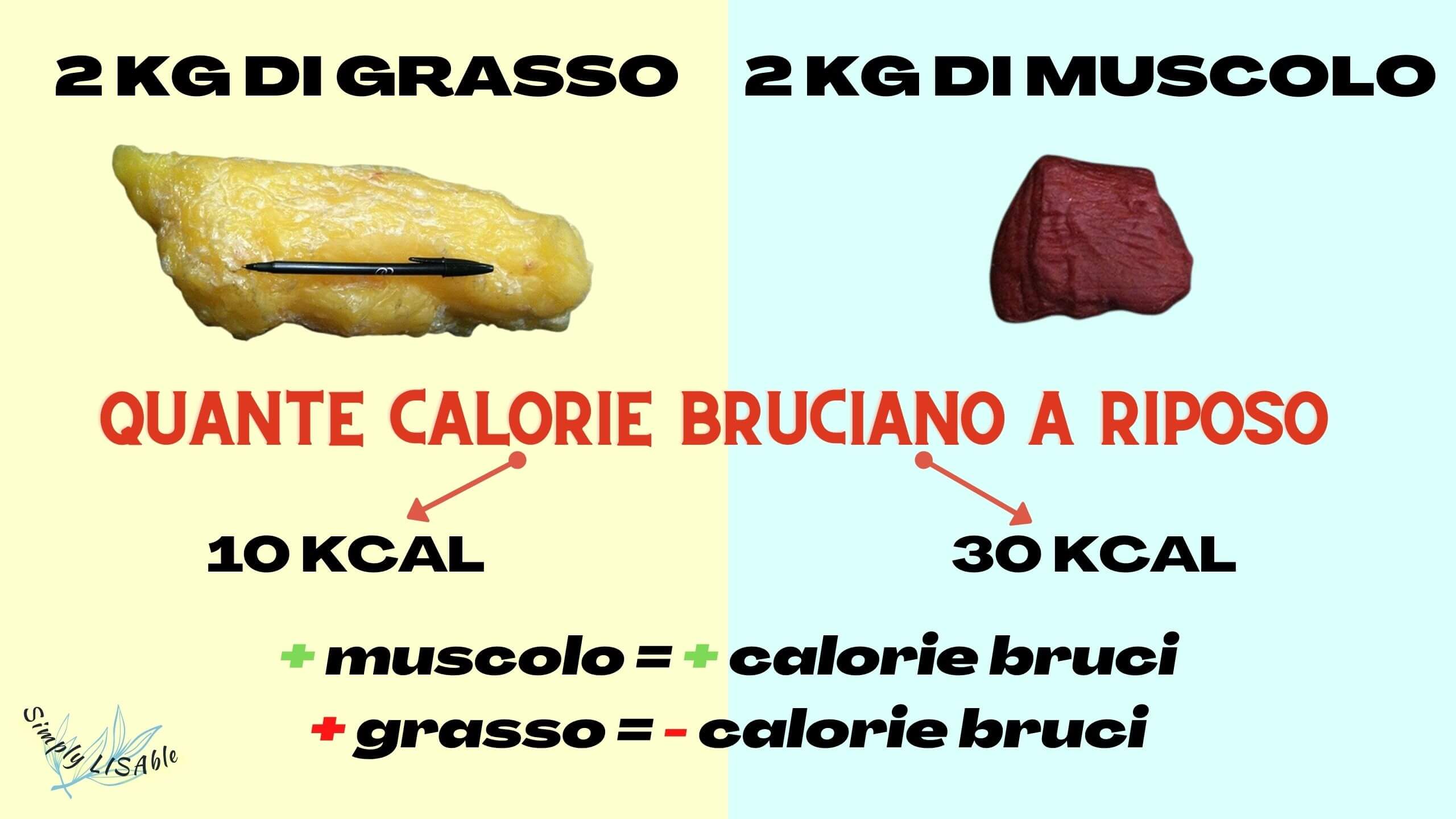 Perché è importante perdere grasso non muscolo? Il vero segreto per dimagrire in modo giusto secondo la scienza. 