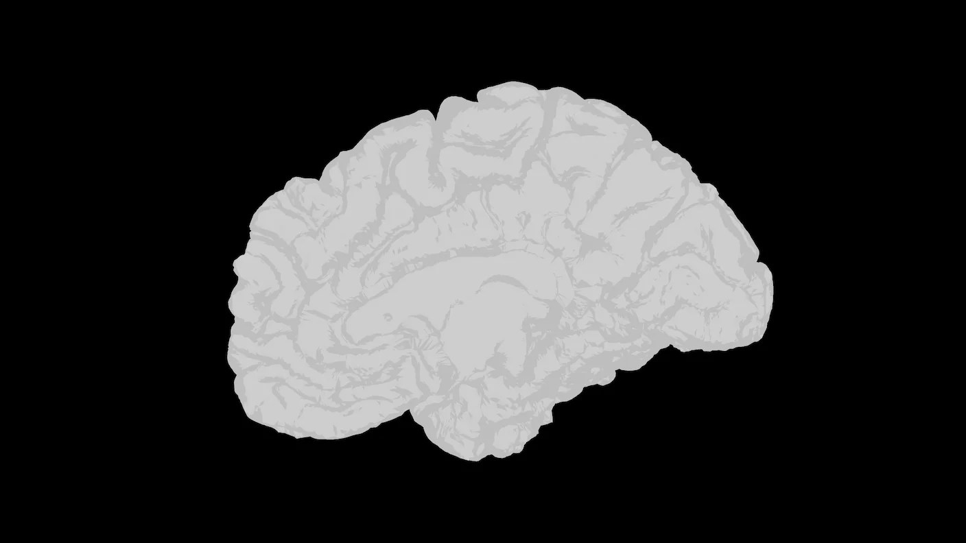 Scientists Map the Brain’s Construction From Stem Cells to Early Adolescence