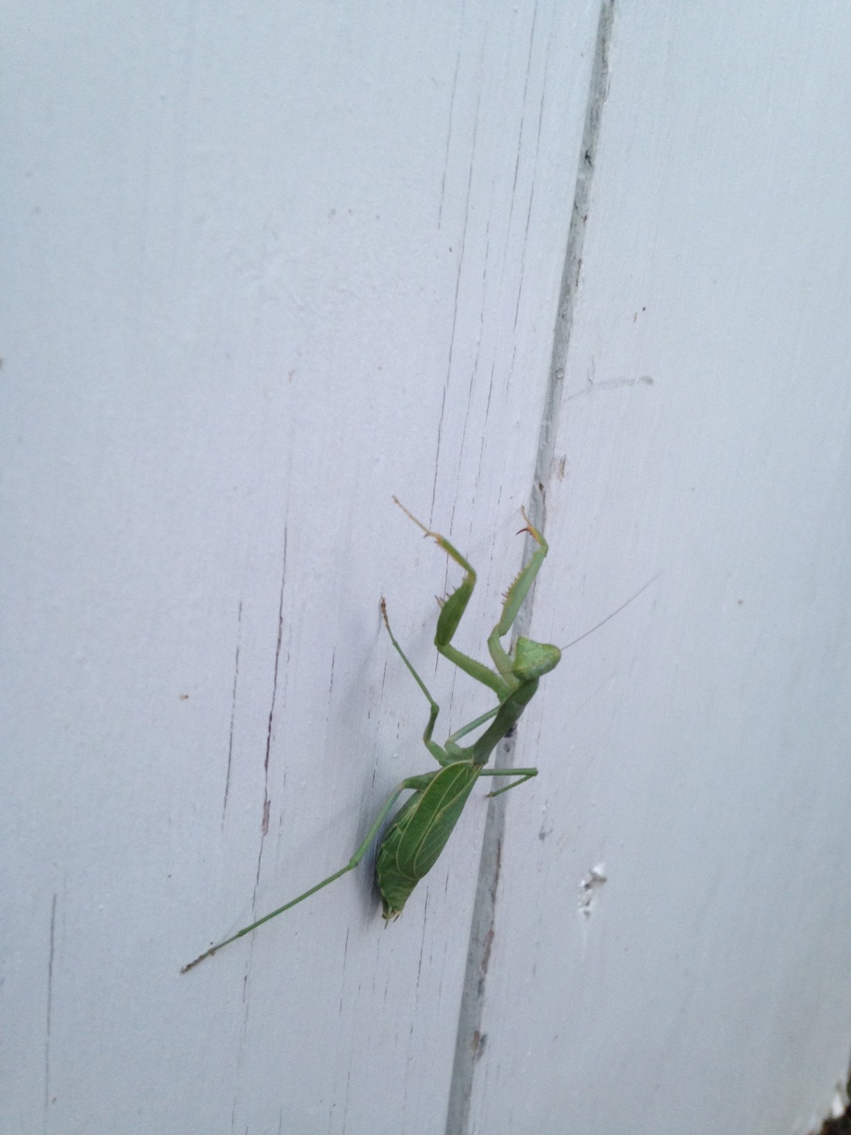 Our Spiritual Insect Friend The Praying Mantis SJMA
