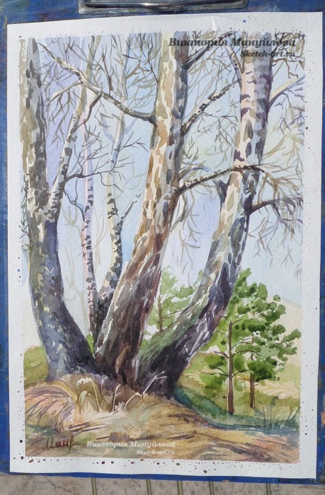 как рисовать березу акварелью