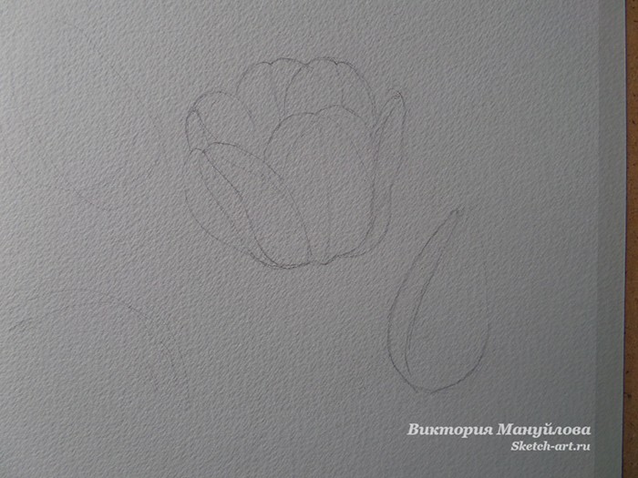 как нарисовать тюльпан акварелью