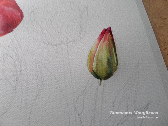 как нарисовать тюльпан акварелью