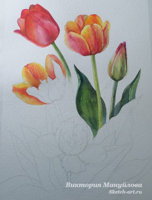 как нарисовать тюльпан акварелью