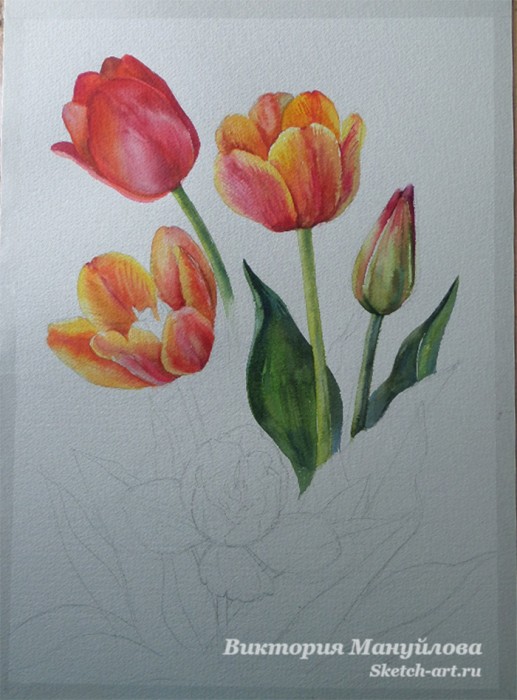 как нарисовать тюльпан акварелью