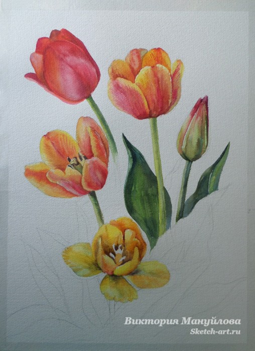 как нарисовать тюльпан акварелью