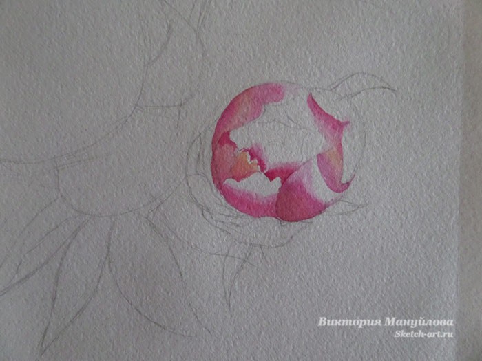 рисуем пионы акварелью поэтапно для начинающих