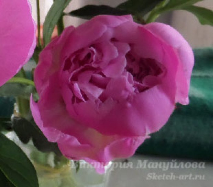 рисуем пионы в вазе