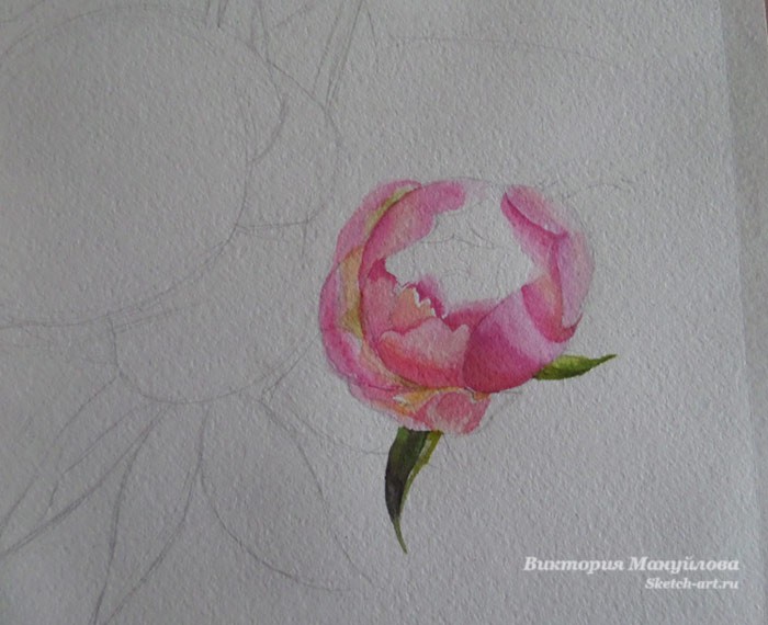 рисуем пионы акварелью поэтапно для начинающих