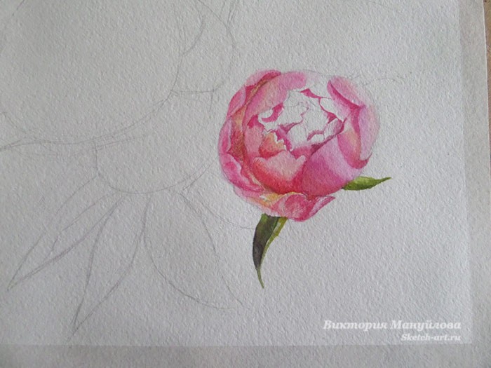 рисуем пионы акрилом поэтапно для начинающих