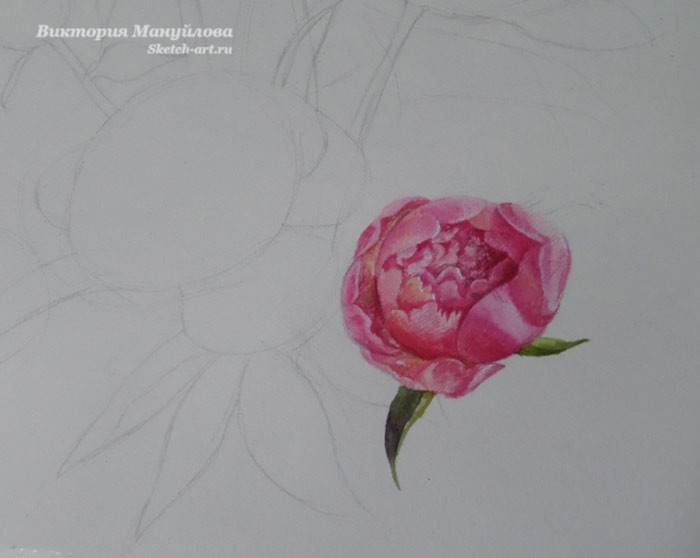 как нарисовать пион