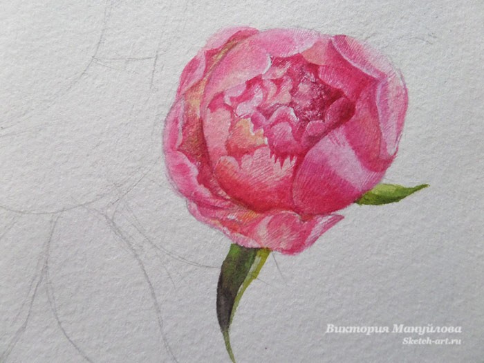 нарисовать листья пиона