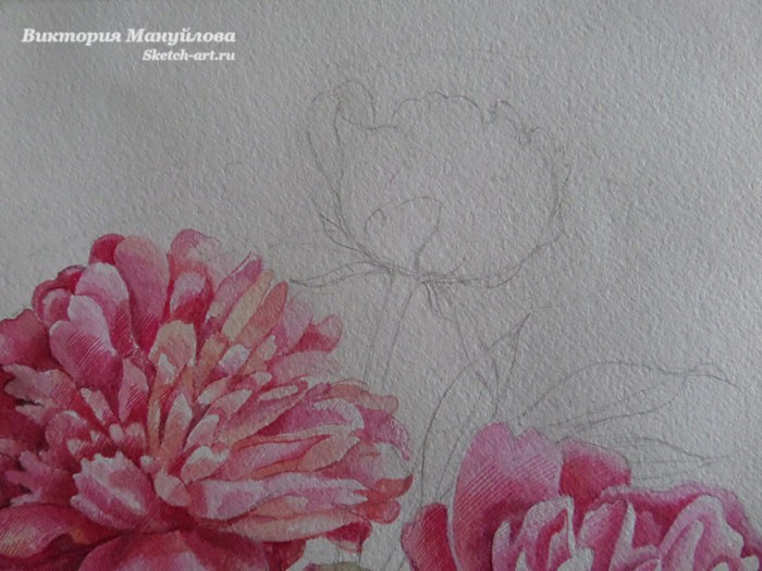 нарисовать листья пиона