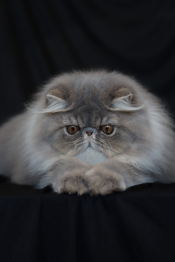 machos persas e exóticos