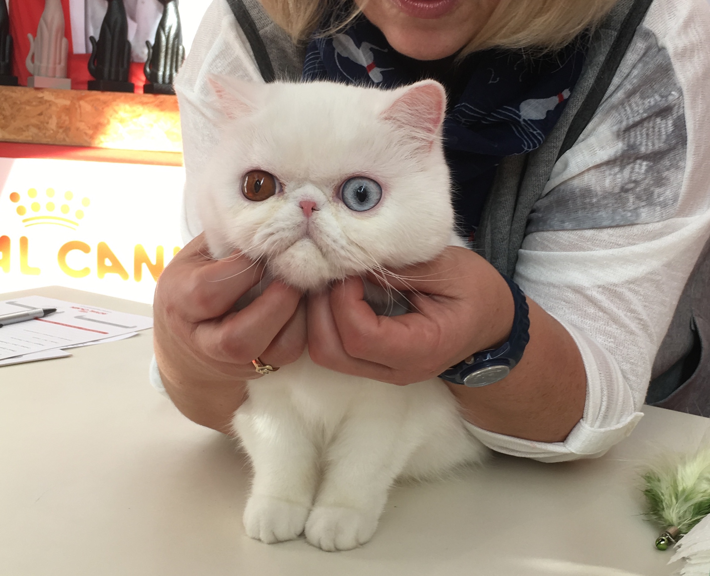 fêmeas persas e exóticas