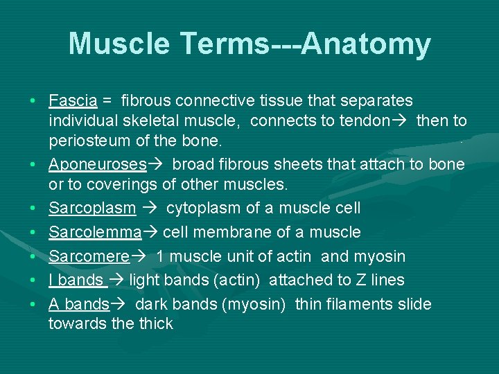 Having fun in the sun sounds like a great idea. Muscle Anatomy And Contraction Muscle Music Muscle Termsanatomy