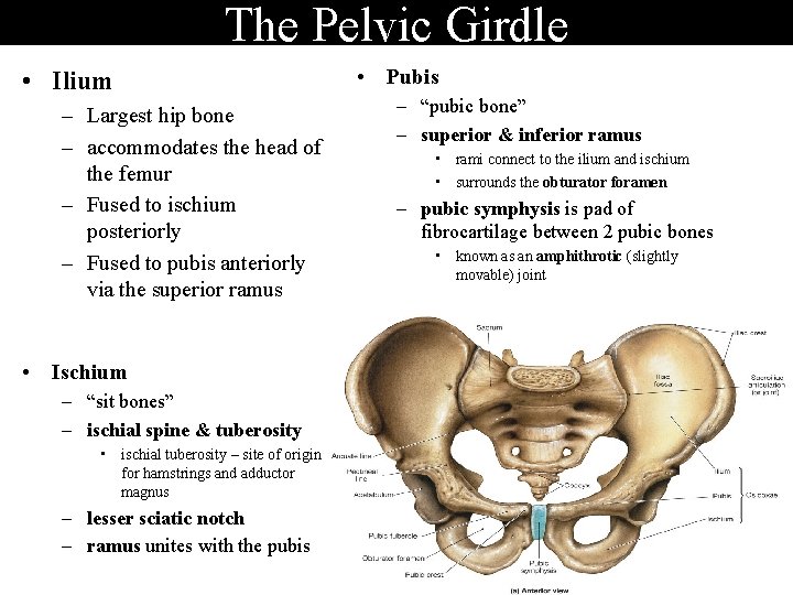 3%, iliac, re pelvic bones ; Anatomy Of Skeletal Elements The Musculoskeletal System 206