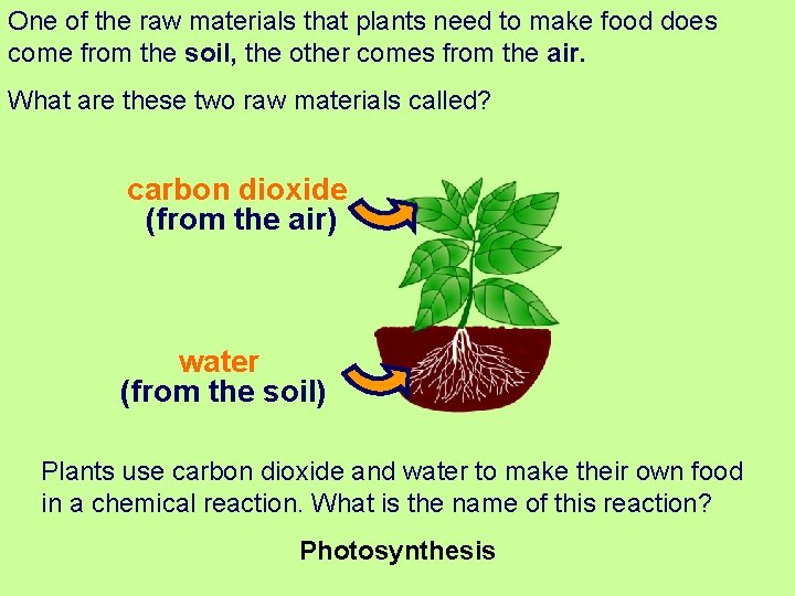 Plants are autotrophs, which means they produce their own food. Plants And Photosynthesis How Do Plants Make Their