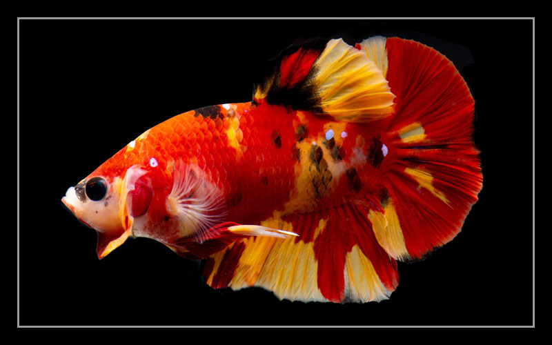 This video is in collaboration withmcmerwe farms: . Koi Betta Fish Facts Profile