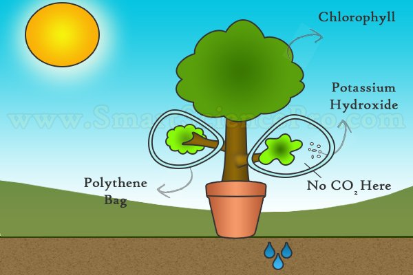 Factors of Photosynthesis - Carbon Dioxide Test