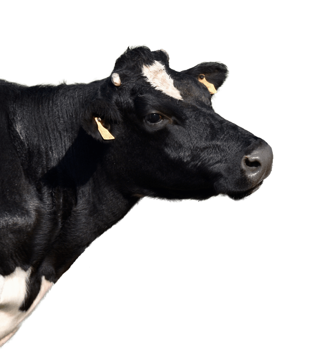 100411 likes · 1535 talking about this. Smaxtec Best In Class Dairy Cow Monitoring With Unique Bolus Technology