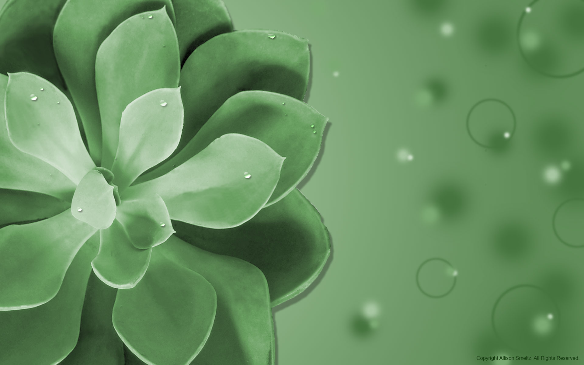 Download for free 65+ succulent garden desktop wallpapers. Sweet Succulents Desktop Wallpaper Smeltzyart153