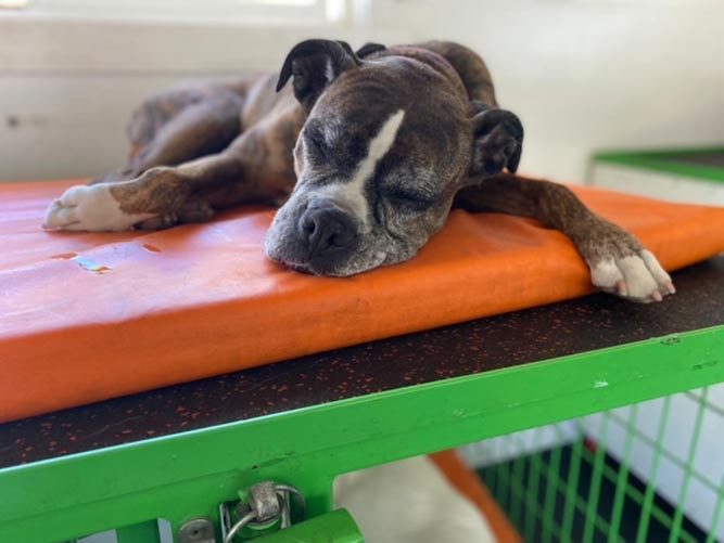 4 months gold border collie dog for rehoming san jose south pic; Dog Boarding Smilin Dogs San Carlos San Mateo