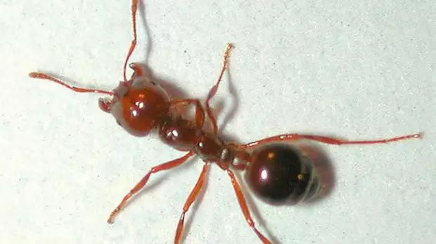 Ant Infestations in PC: A Creepy Problem for Gamers