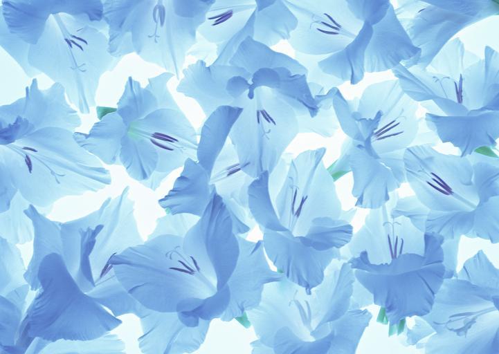 Browse our collection of lovely blue annual flowers for adding to garden beds, borders and containers with planting and growing tips from hgtv gardens. Snappygoat Com Free Public Domain Images Snappygoat Com Blue Lily Flower Pattern Jpg