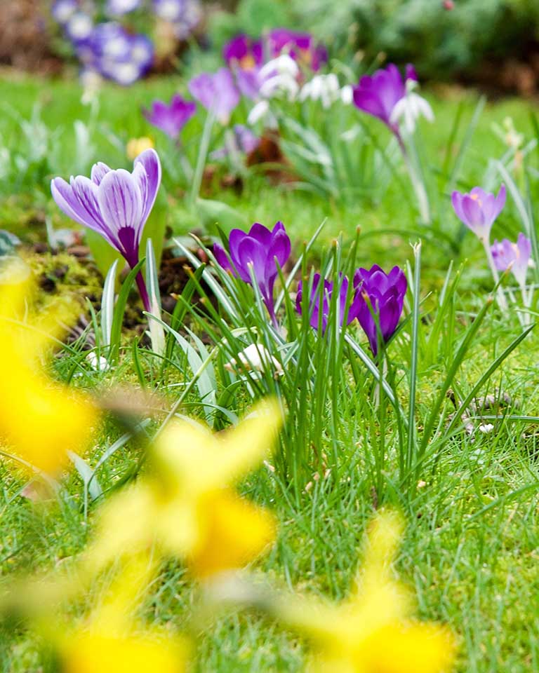 Welcome Spring! - SNJ Today - Vimarsana News