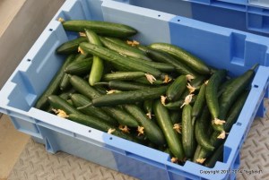 温室でトマトを育てる - 温室でトマトを育てる - ケアガイド