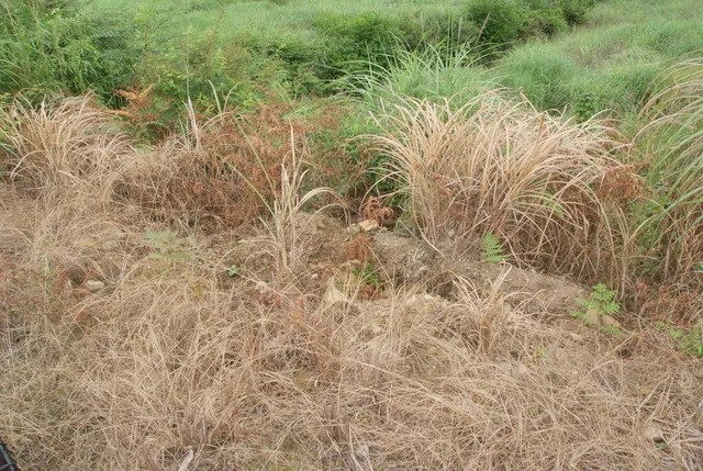 耐寒性のグランドカバー植物 - グランドカバー植物を選ぶ理由