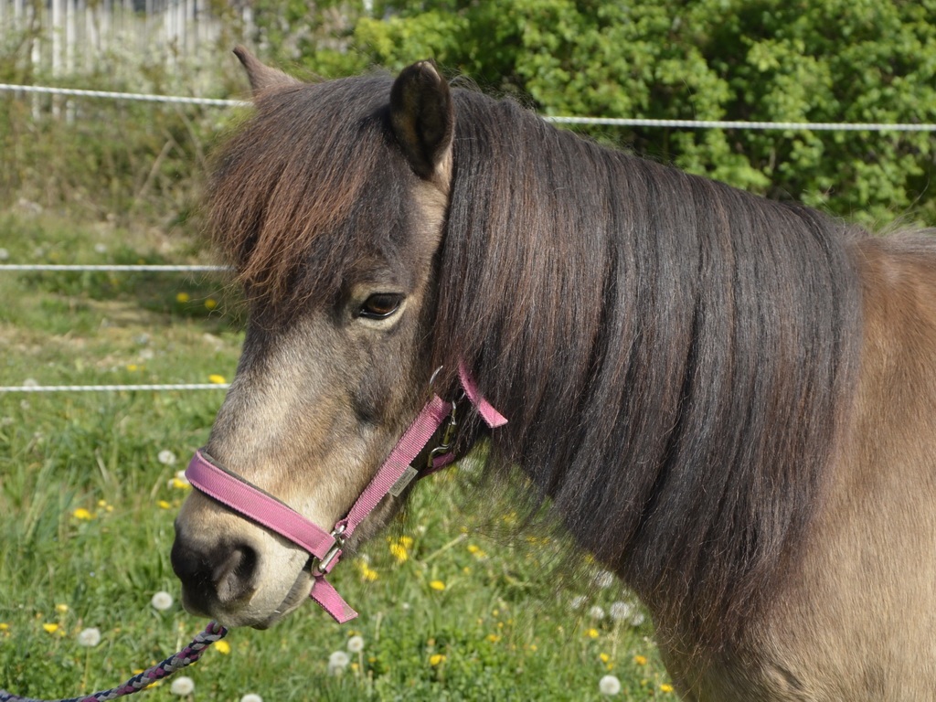 9783864400841 | kostenloser versand für. Unsere Pferde - Reitschule Solbakki