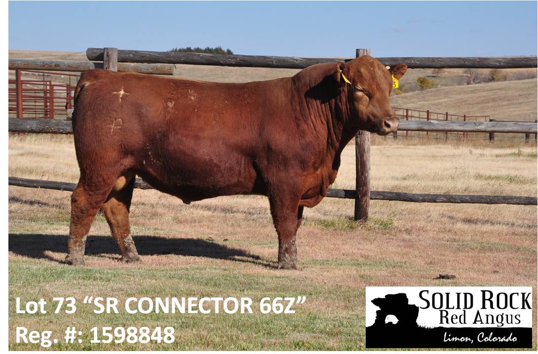 Select your heifers, as they will only keep the early born calves out of your older cows. 2013 2 Year Old Bulls Solid Rock Red Angus